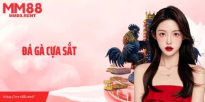 Đá gà cựa sắt