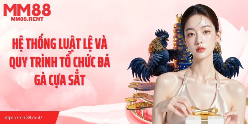 Hệ thống luật lệ và quy trình tổ chức đá gà cựa sắt